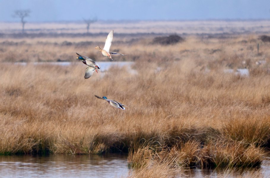 Eenden in het park, op zoek naar een paringspartner, Nationaal Park Dwingelderveld