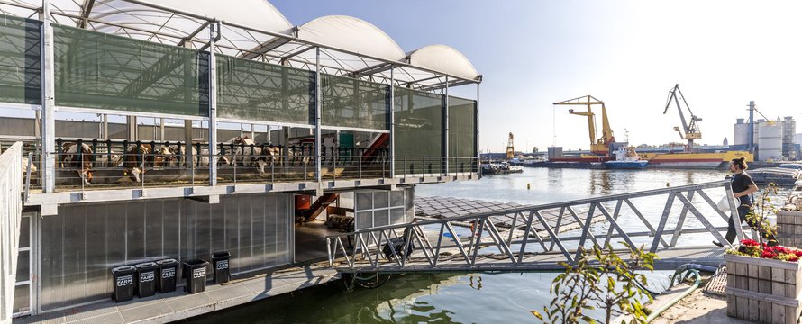 Koeien op de Floating Farm in Rotterdam