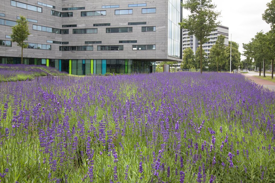 Kantoortuin met een ruime aanplant van lavendel op een bedrijventerrein in de wijk Holtenbroek in Zwolle.-min.jpg