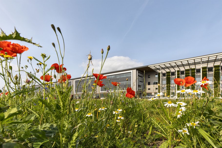 (Schiphol Trade Park) Tijdelijke-natuur-en-groene-gevel_Schiphol-Trade-Park