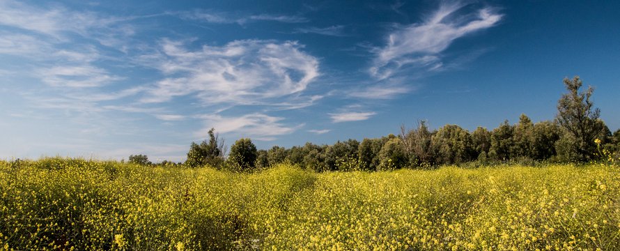 "Summer in Holland" (CC BY 2.0) by www.ownwayphotography.com
