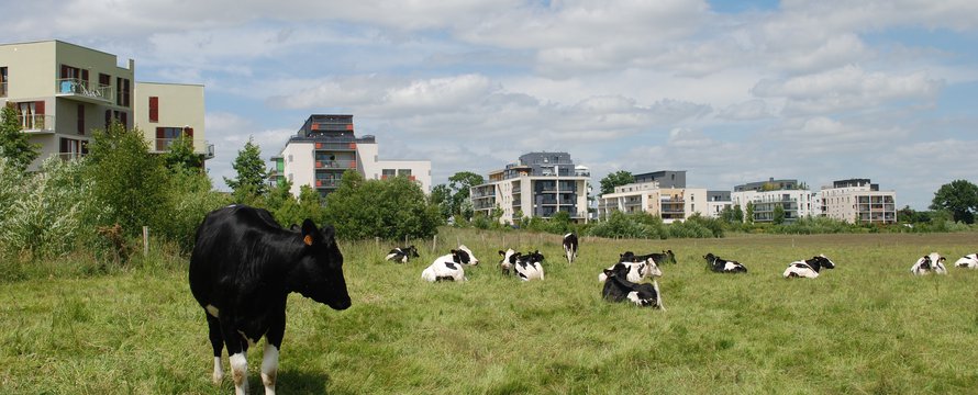 Veeteelt koeien platteland veld stad gebouwen - Pixabay, 2020