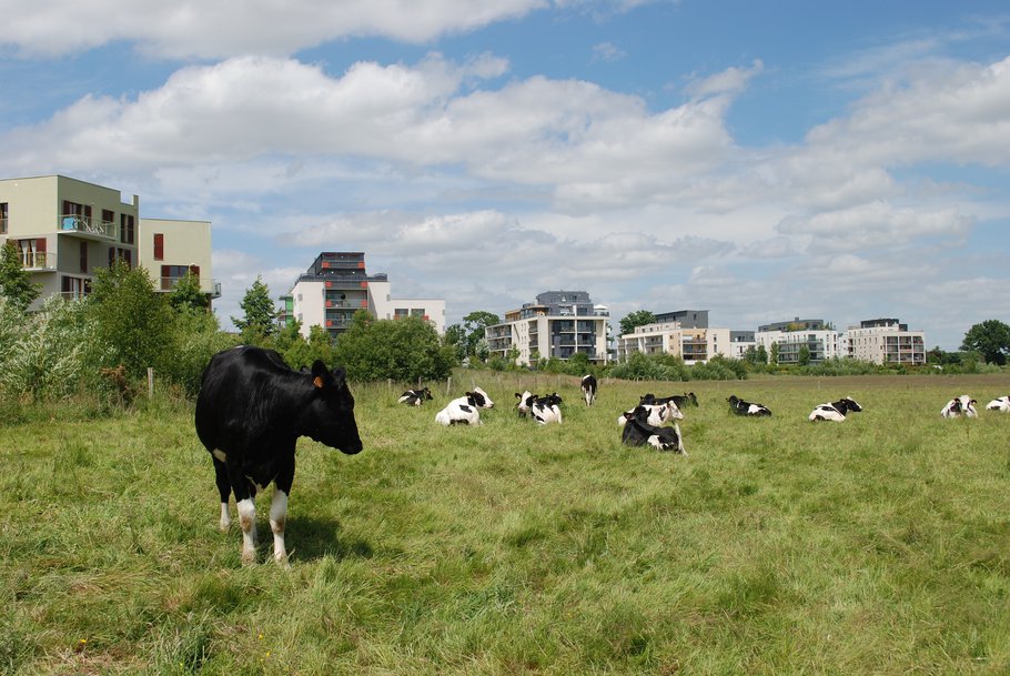 Veeteelt koeien platteland veld stad gebouwen - Pixabay, 2020