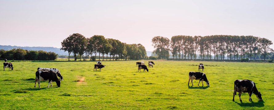 Landschap met koeien_Photo by Leon Ephraïm on Unsplash