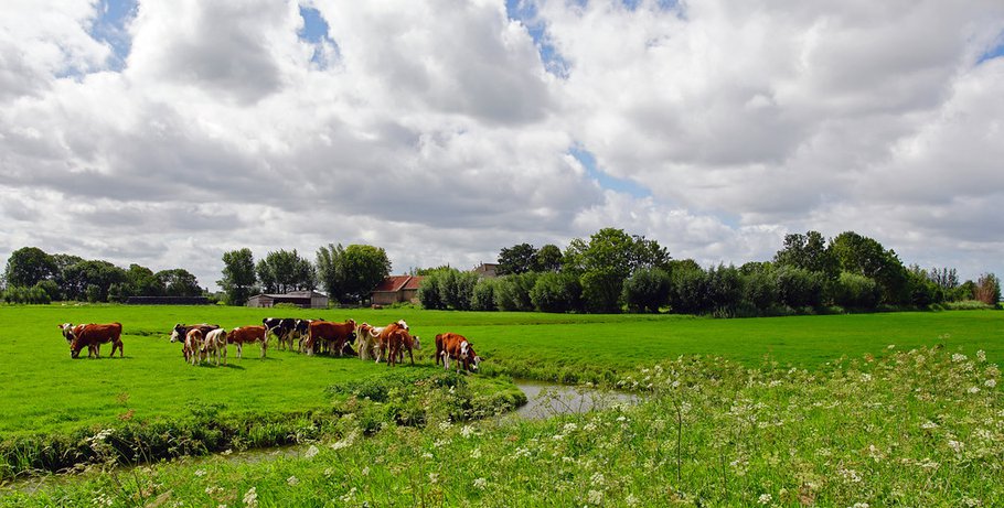 Schipluiden Midden Delfland