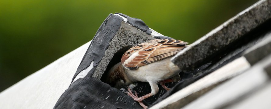 Mus maakt nest op het dak