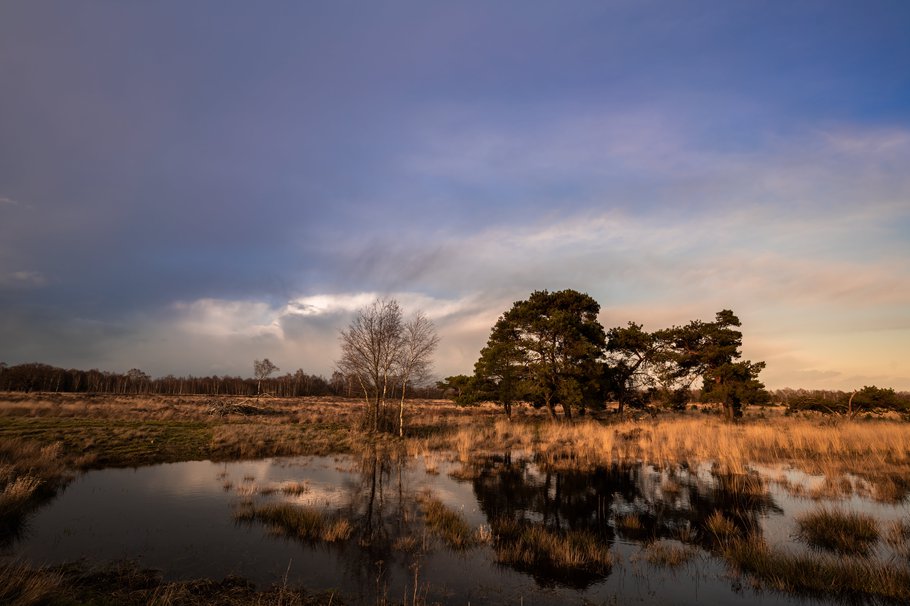 Het natuurgebied Strabrechtse Heide in Noord-Brabant