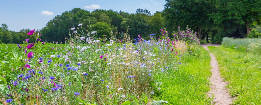 Natuurinclusief, bloemenweide