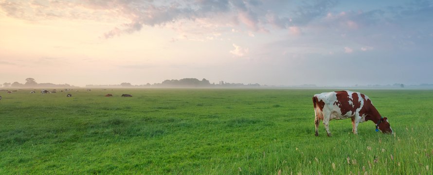 Leeg weiland met een koe