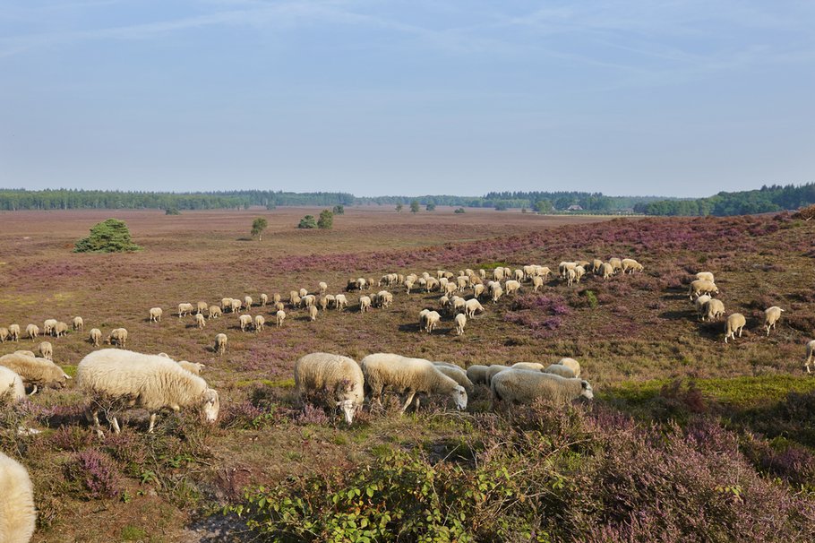 Noord-Veluwe schapen