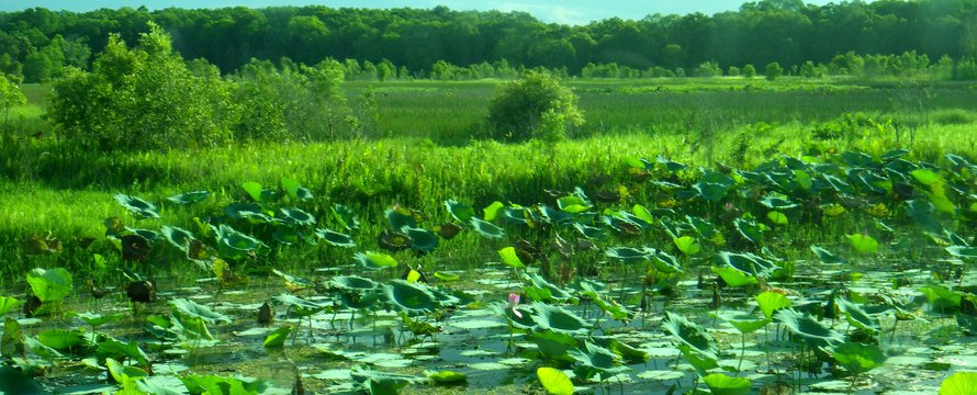 Wetlands