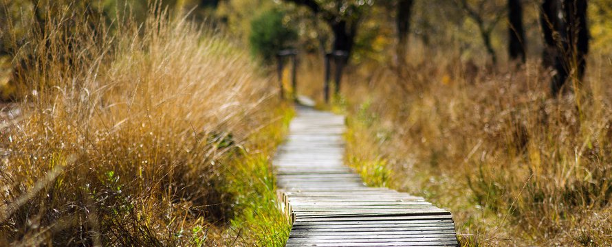 natuur groen milieu